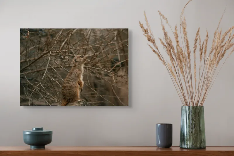 Tablou Canvas, "Suricata supraveghind tărâmul uscatomorfic", Meerkat, Observant, Alert, Thorny, Subdued, Brown, Branches, 54 x 39 cm – poza 4