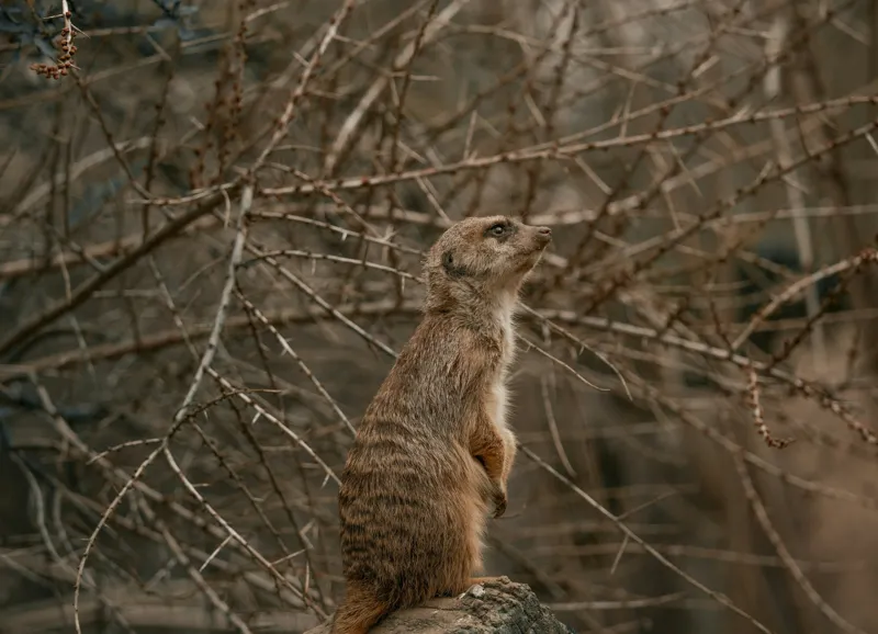 Tablou Canvas, "Suricata supraveghind tărâmul uscatomorfic", Meerkat, Observant, Alert, Thorny, Subdued, Brown, Branches, 54 x 39 cm – poza 2