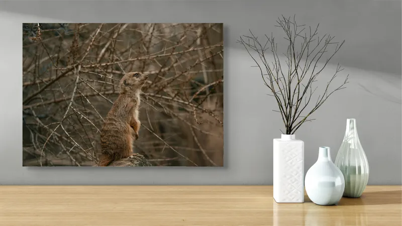 Tablou Canvas, "Suricata supraveghind tărâmul uscatomorfic", Meerkat, Observant, Alert, Thorny, Subdued, Brown, Branches, 70 x 50 cm – poza 3