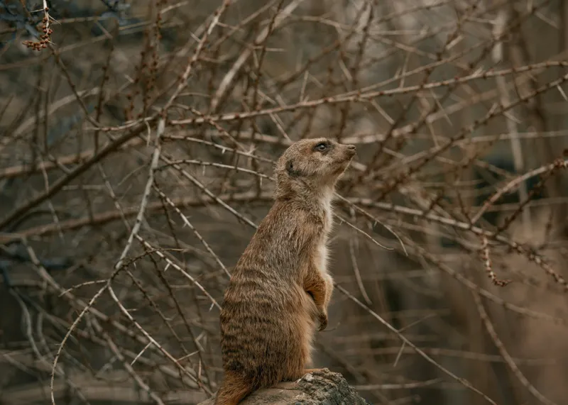 Tablou Canvas, "Suricata supraveghind tărâmul uscatomorfic", Meerkat, Observant, Alert, Thorny, Subdued, Brown, Branches, 70 x 50 cm – poza 2