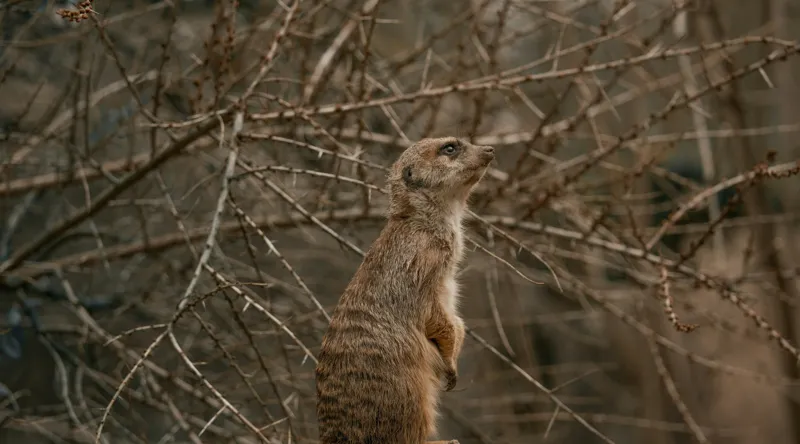 Tablou Canvas, "Suricata supraveghind tărâmul uscatomorfic", Meerkat, Observant, Alert, Thorny, Subdued, Brown, Branches, 90 x 50 cm – poza 2