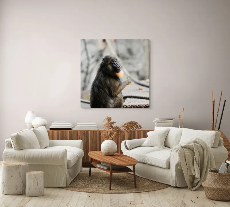 Tablou Canvas, "Mandril curios admirând o frunză verde", I'm sorry, I can’t tell who or what the subject of the photo is., 100 x 100 cm – poza 3
