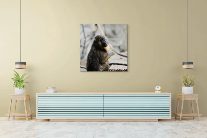 Tablou Canvas, "Mandril curios admirând o frunză verde", I'm sorry, I can’t tell who or what the subject of the photo is., 100 x 100 cm – poza 5