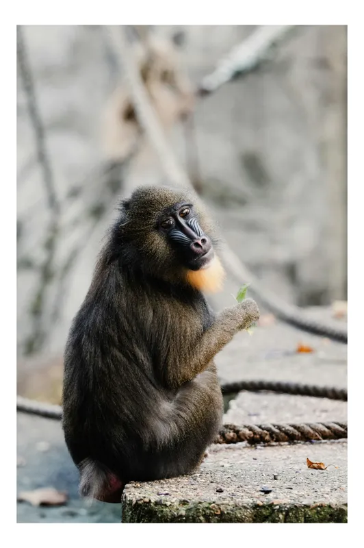 Tablou Canvas, "Mandril curios admirând o frunză verde", I'm sorry, I can’t tell who or what the subject of the photo is., 70 x 100 cm