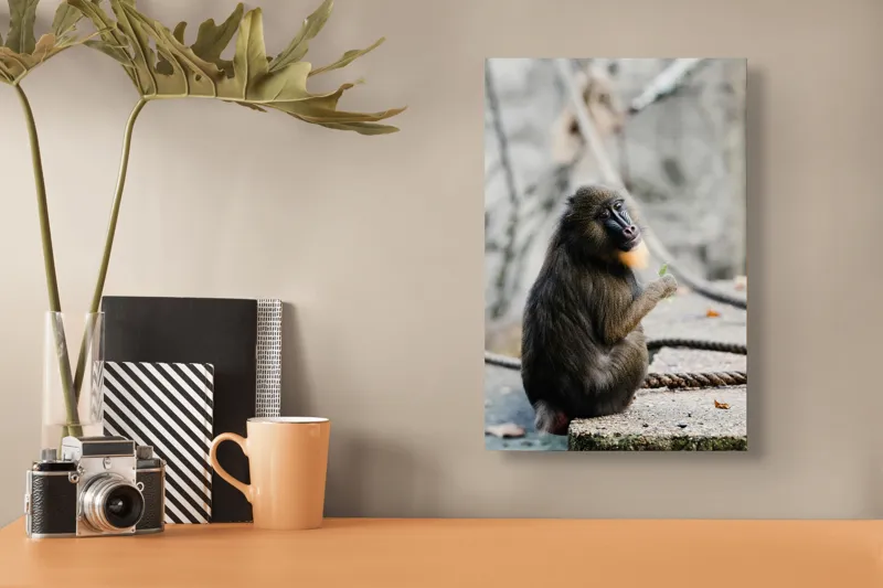 Tablou Canvas, "Mandril curios admirând o frunză verde", I'm sorry, I can’t tell who or what the subject of the photo is., 26 x 39 cm – poza 3