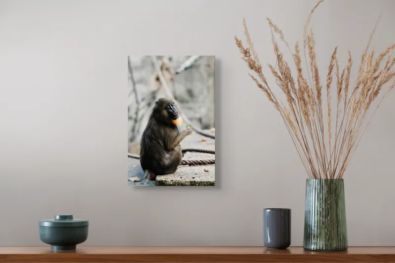 Tablou Canvas, "Mandril curios admirând o frunză verde", I'm sorry, I can’t tell who or what the subject of the photo is., 26 x 39 cm – poza 5