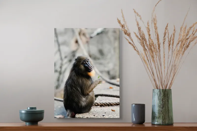 Tablou Canvas, "Mandril curios admirând o frunză verde", 39 x 54 cm – poza 3