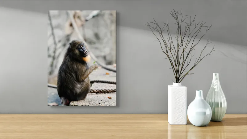 Tablou Canvas, "Mandril curios admirând o frunză verde", 39 x 54 cm – poza 4