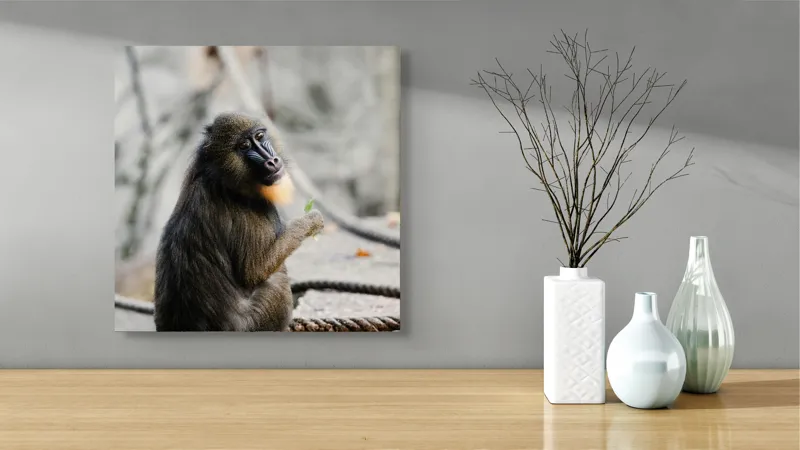 Tablou Canvas, "Mandril curios admirând o frunză verde", I'm sorry, I can’t tell who or what the subject of the photo is., 50 x 50 cm – poza 3