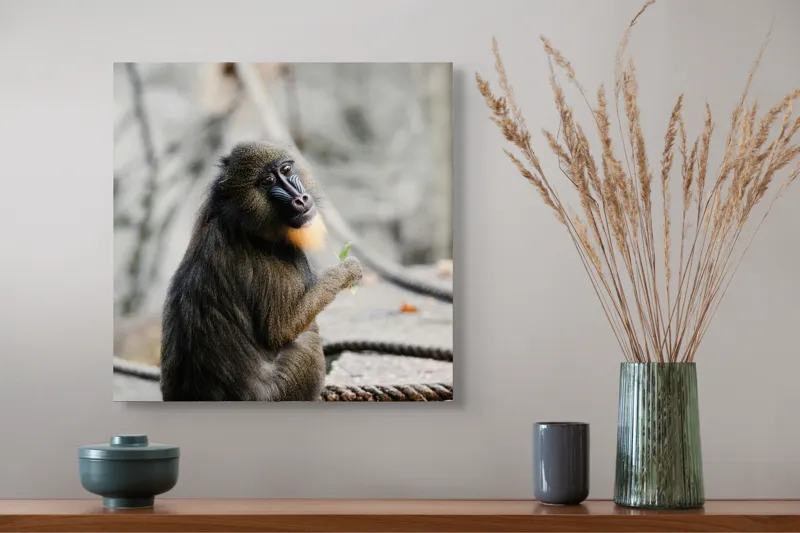 Tablou Canvas, "Mandril curios admirând o frunză verde", I'm sorry, I can’t tell who or what the subject of the photo is., 50 x 50 cm – poza 4