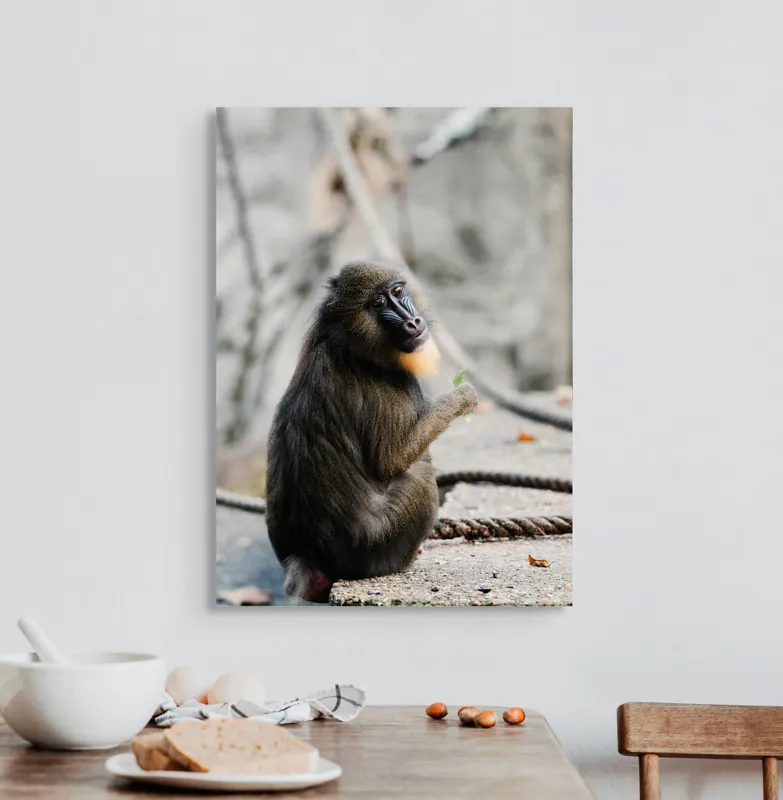 Tablou Canvas, "Mandril curios admirând o frunză verde", I'm sorry, I can’t tell who or what the subject of the photo is., 50 x 70 cm – poza 3