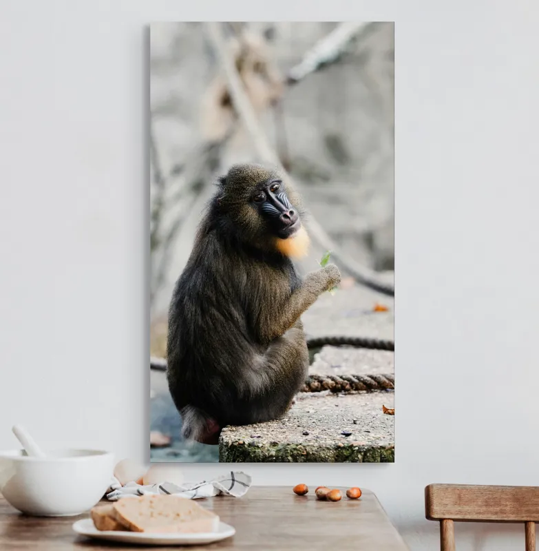 Tablou Canvas, "Mandril curios admirând o frunză verde", I'm sorry, I can’t tell who or what the subject of the photo is., 50 x 90 cm – poza 3