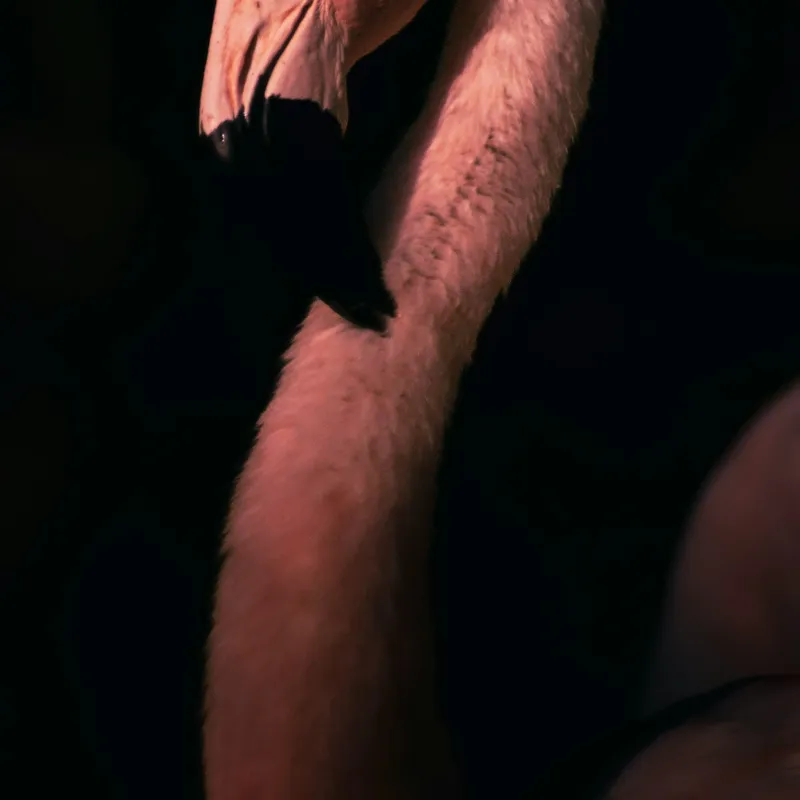 Tablou Canvas, "Flamingo în lumina apusului", 100 x 100 cm – poza 2