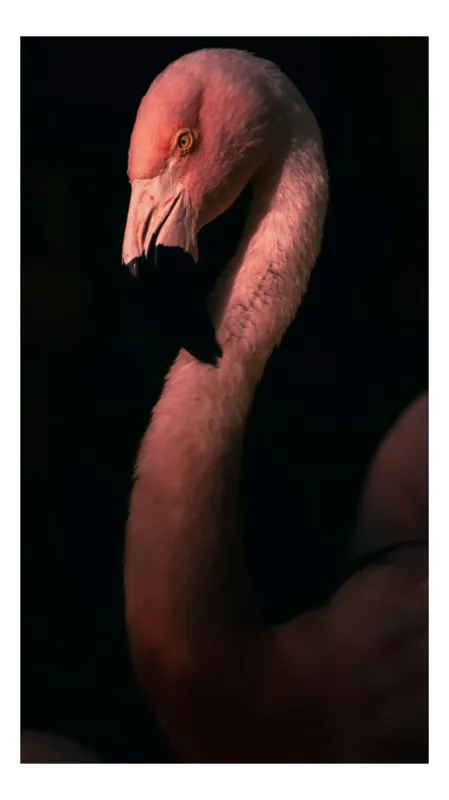 Tablou Canvas, "Flamingo în lumina apusului", Nu știu cine este în această imagine., 70 x 100 cm
