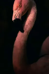 Tablou Canvas, "Flamingo în lumina apusului", 26 x 39 cm – poza 2