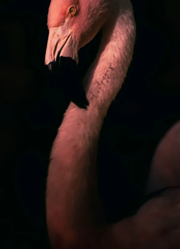 Tablou Canvas, "Flamingo în lumina apusului", 39 x 54 cm – poza 2