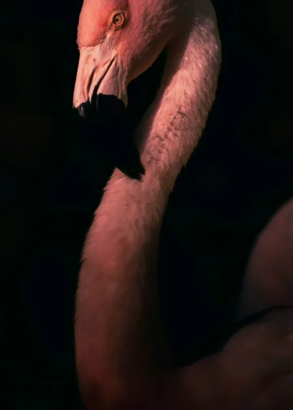 Tablou Canvas, "Flamingo în lumina apusului", 50 x 70 cm – poza 2