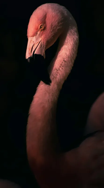 Tablou Canvas, "Flamingo în lumina apusului", 50 x 90 cm – poza 2