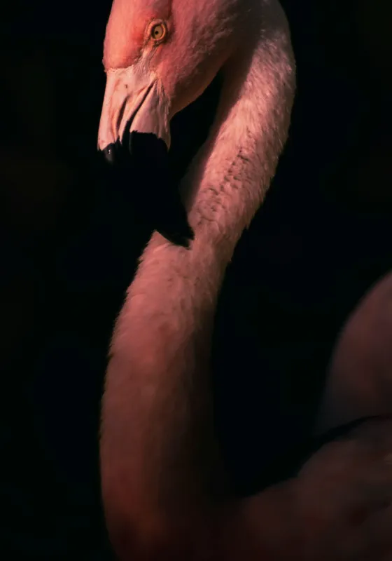 Tablou Canvas, "Flamingo în lumina apusului", 70 x 100 cm – poza 2