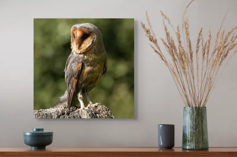 Tablou Canvas, "Bufniță pe trunchi de copac uscat", Bufniță, Trunchi, Pene, Noapte, Natură, Ochi, Urechiușe, Silueta, Observare, Calmă, 50 x 50 cm – poza 4