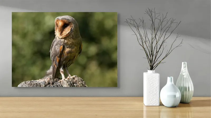 Tablou Canvas, "Bufniță pe trunchi de copac uscat", Bufniță, Trunchi, Pene, Noapte, Natură, Ochi, Urechiușe, Silueta, Observare, Calmă, 70 x 50 cm – poza 3