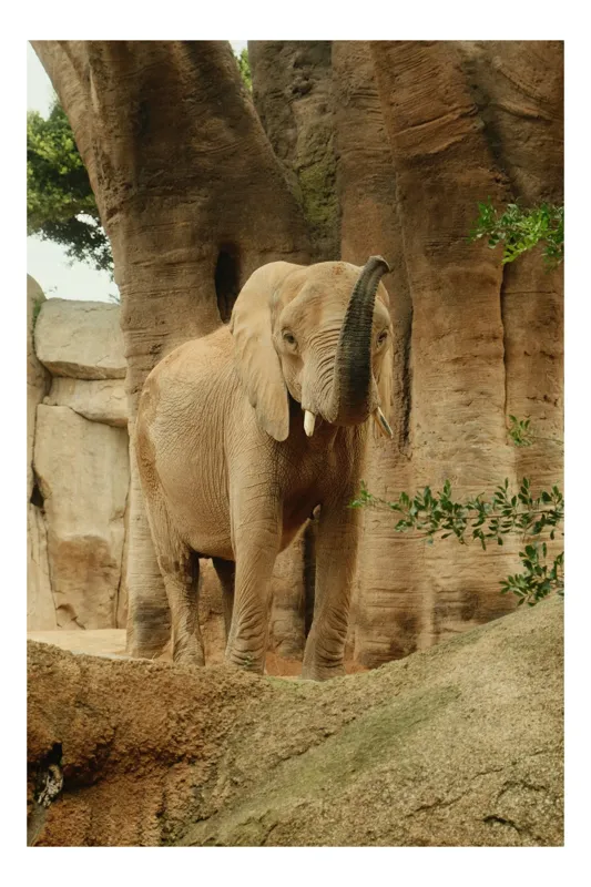 Tablou Canvas, "Elefantul în habitatul său natural", Elefant, Colți, Trompă, Trunchi, Copac, Stâncă, Vegetație, Natură, Animal, Africa, 70 x 100 cm