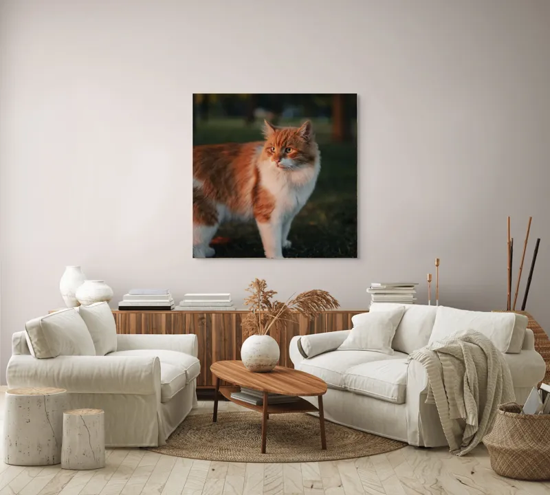 Tablou Canvas, "Pisica la apus în grădină", Pisică, Blană, Portocaliu, Alb, Iarbă, Seară, Privire, Natură, Mustăți, 100 x 100 cm – poza 3