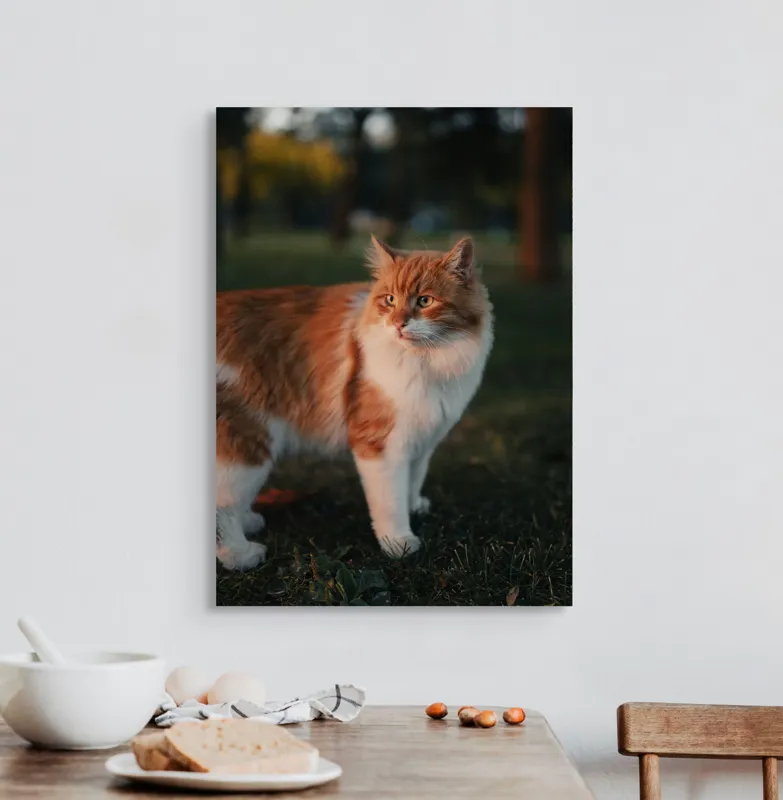 Tablou Canvas, "Pisica la apus în grădină", Pisică, Blană, Portocaliu, Alb, Iarbă, Seară, Privire, Natură, Mustăți, 50 x 70 cm – poza 3