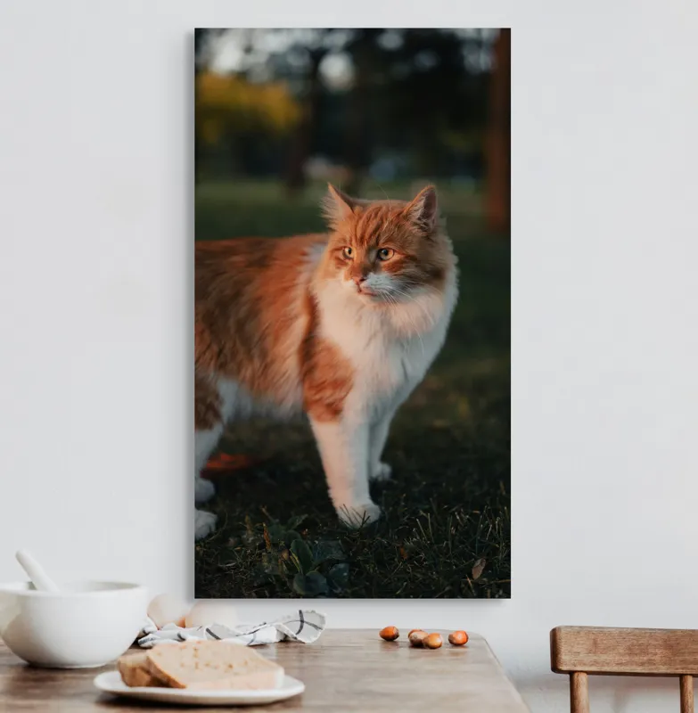 Tablou Canvas, "Pisica la apus în grădină", Pisică, Blană, Portocaliu, Alb, Iarbă, Seară, Privire, Natură, Mustăți, 50 x 90 cm – poza 3