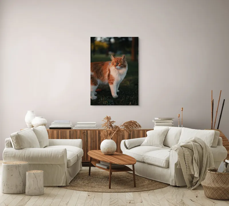 Tablou Canvas, "Pisica la apus în grădină", Pisică, Blană, Portocaliu, Alb, Iarbă, Seară, Privire, Natură, Mustăți, 70 x 100 cm – poza 4