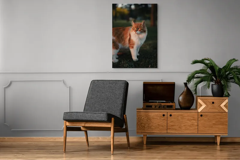 Tablou Canvas, "Pisica la apus în grădină", Pisică, Blană, Portocaliu, Alb, Iarbă, Seară, Privire, Natură, Mustăți, 70 x 100 cm – poza 6
