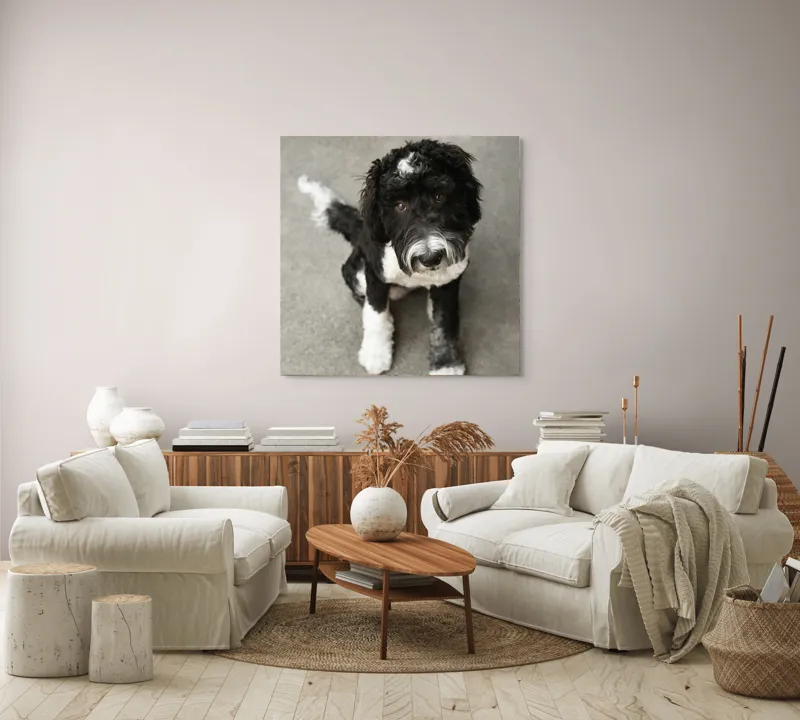 Tablou Canvas, "Cățel jucăuș alb și negru.", 100 x 100 cm – poza 3