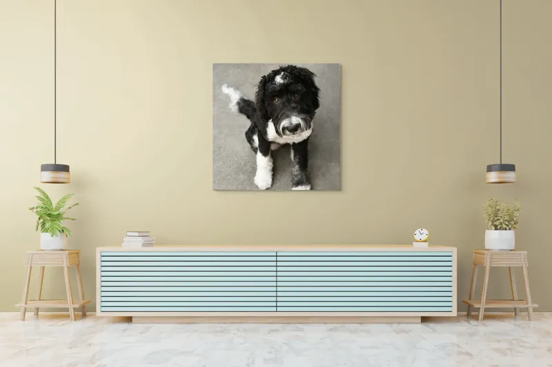 Tablou Canvas, "Cățel jucăuș alb și negru.", 100 x 100 cm – poza 5