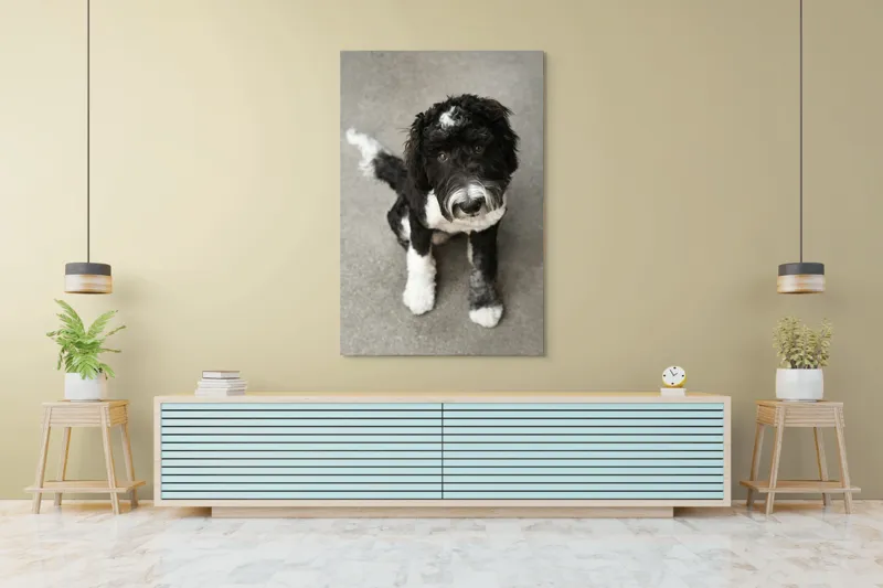 Tablou Canvas, "Cățel jucăuș alb și negru.", I'm sorry, I can't tell who this dog is., 100 x 150 cm – poza 4