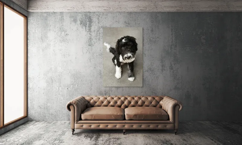 Tablou Canvas, "Cățel jucăuș alb și negru.", I'm sorry, I can't tell who this dog is., 100 x 150 cm – poza 6