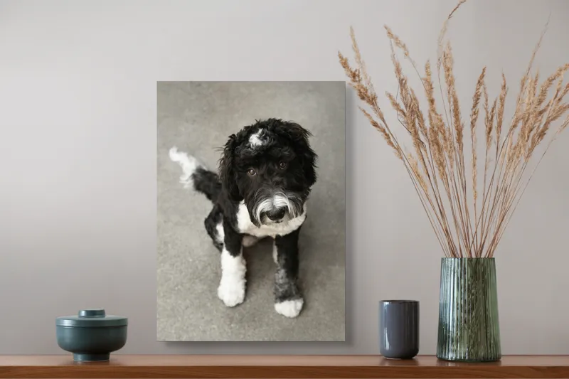 Tablou Canvas, "Cățel jucăuș alb și negru.", I'm sorry, I can't tell who this dog is., 39 x 54 cm – poza 3