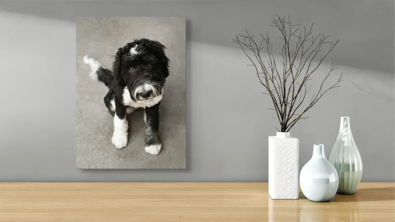 Tablou Canvas, "Cățel jucăuș alb și negru.", I'm sorry, I can't tell who this dog is., 39 x 54 cm – poza 4