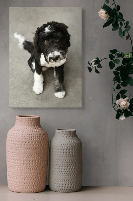 Tablou Canvas, "Cățel jucăuș alb și negru.", I'm sorry, I can't tell who this dog is., 39 x 54 cm – poza 6