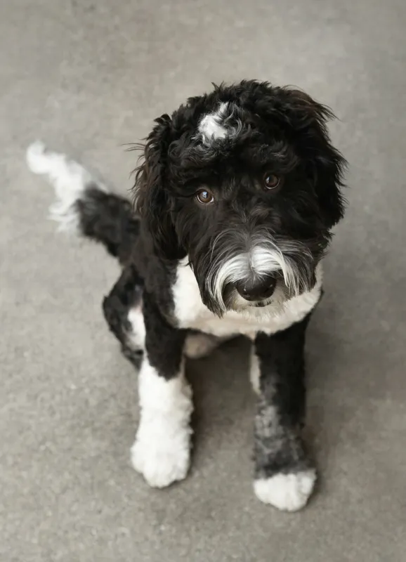 Tablou Canvas, "Cățel jucăuș alb și negru.", I'm sorry, I can't tell who this dog is., 39 x 54 cm – poza 2