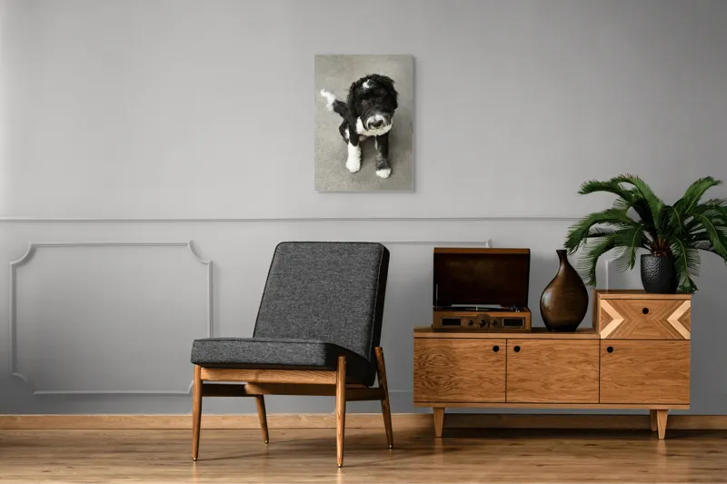 Tablou Canvas, "Cățel jucăuș alb și negru.", 50 x 70 cm – poza 8