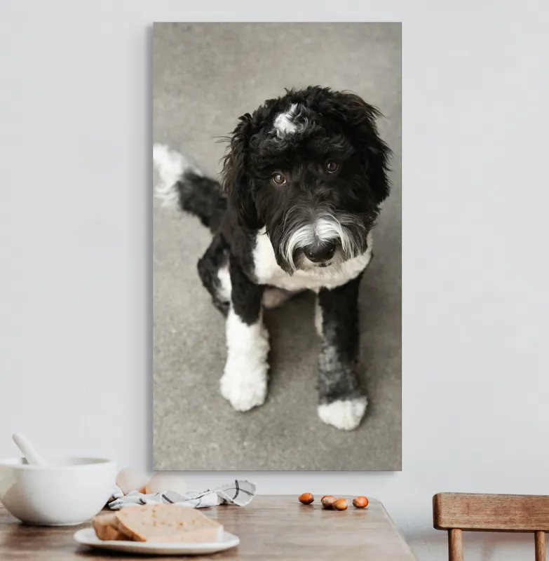 Tablou Canvas, "Cățel jucăuș alb și negru.", I'm sorry, I can't tell who this dog is., 50 x 90 cm – poza 3