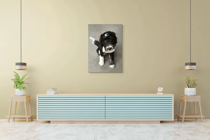 Tablou Canvas, "Cățel jucăuș alb și negru.", 70 x 100 cm – poza 5