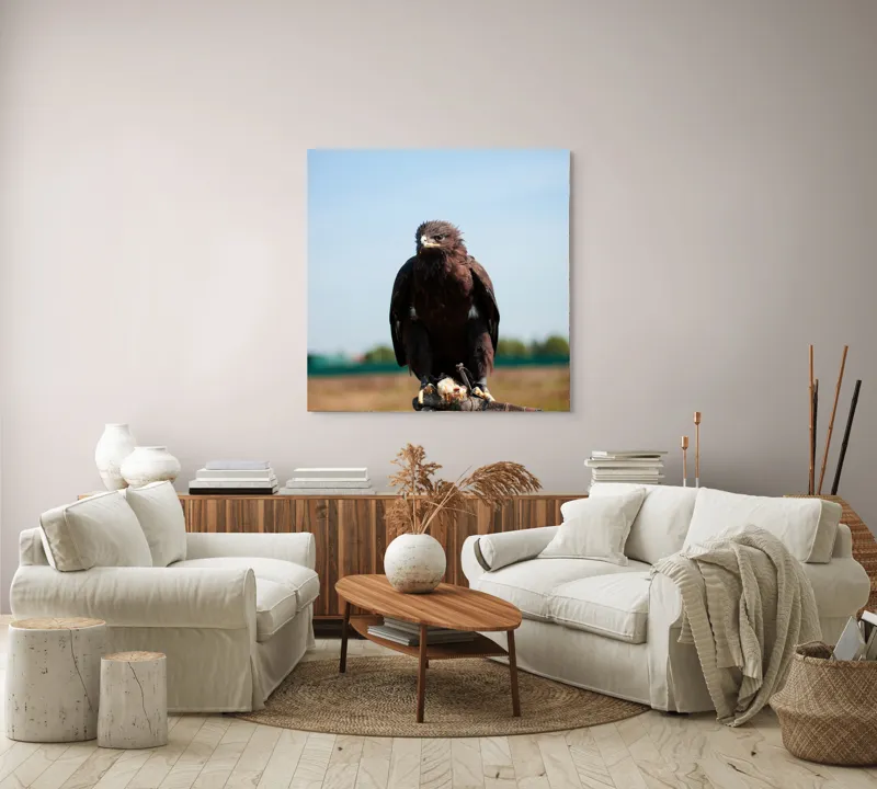 Tablou Canvas, "Privirea liberă a vulturului", Pasăre, Mănușă, Cer, Natură, Vedere, Penaj, Pradă, Privire., 100 x 100 cm – poza 3
