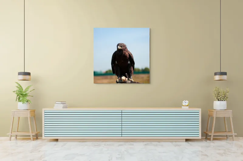 Tablou Canvas, "Privirea liberă a vulturului", Pasăre, Mănușă, Cer, Natură, Vedere, Penaj, Pradă, Privire., 100 x 100 cm – poza 5