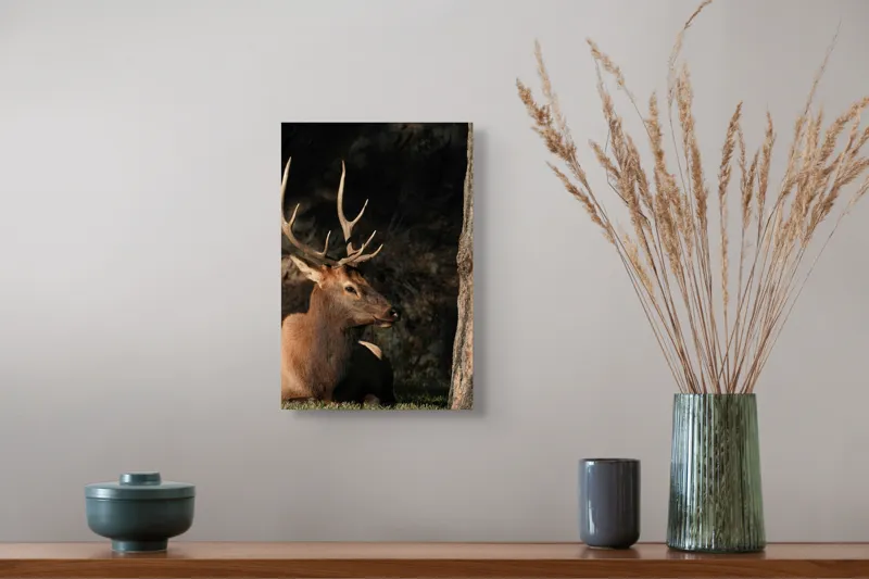 Tablou Canvas, "Cerbul odihnindu-se în lumina serii", Cerb, Coarne, Odihnă, Pădure, Natură, Sălbăticie, Solitudine, Eleganță, Lumină, Umbre, 26 x 39 cm – poza 5