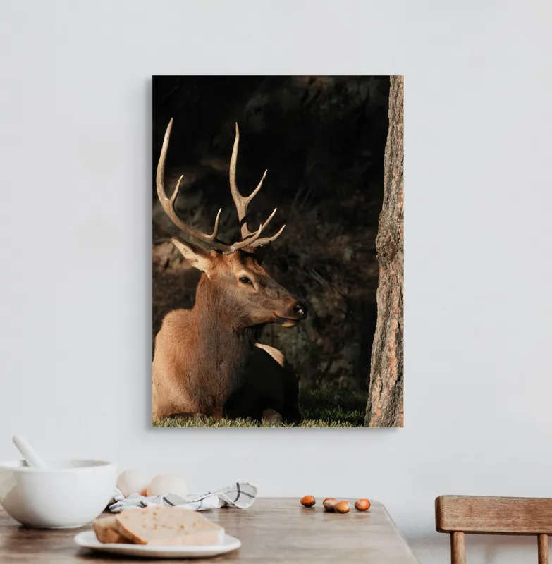 Tablou Canvas, "Cerbul odihnindu-se în lumina serii", Cerb, Coarne, Odihnă, Pădure, Natură, Sălbăticie, Solitudine, Eleganță, Lumină, Umbre, 50 x 70 cm – poza 3