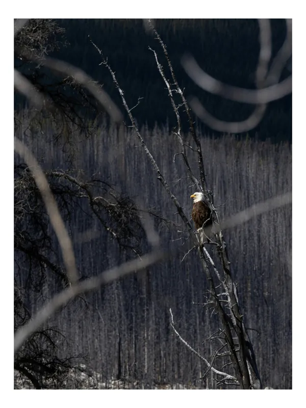 Tablou Canvas, "Vulturul stăpânind pădurea tăcută", Vultur, Ramură, Cer, Natură, Pădure, Vedere, Sălbăticie, Frumusețe, Singurătate, Impunător, 100 x 150 cm