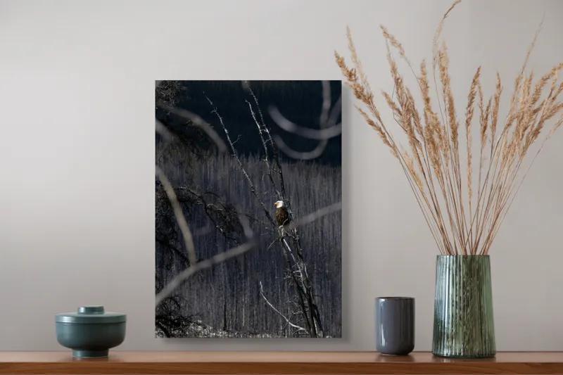 Tablou Canvas, "Vulturul stăpânind pădurea tăcută", Vultur, Ramură, Cer, Natură, Pădure, Vedere, Sălbăticie, Frumusețe, Singurătate, Impunător, 39 x 54 cm – poza 3