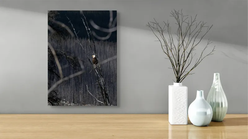 Tablou Canvas, "Vulturul stăpânind pădurea tăcută", Vultur, Ramură, Cer, Natură, Pădure, Vedere, Sălbăticie, Frumusețe, Singurătate, Impunător, 39 x 54 cm – poza 4