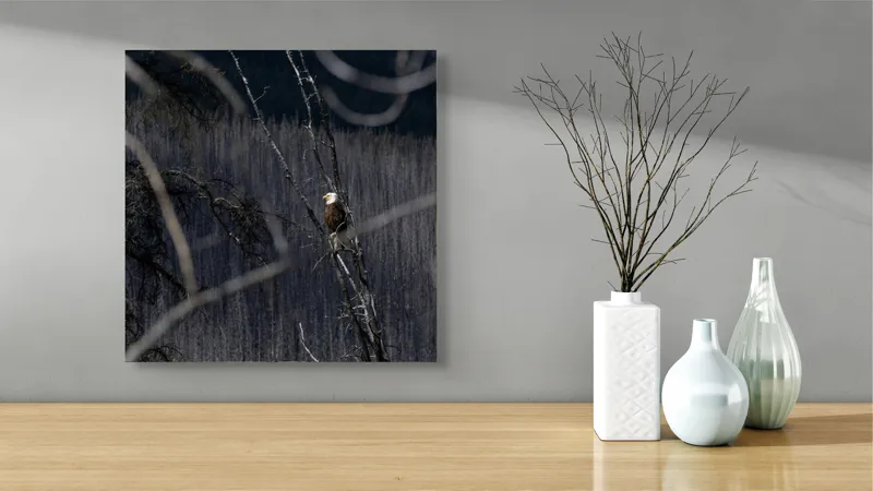 Tablou Canvas, "Vulturul stăpânind pădurea tăcută", Vultur, Ramură, Cer, Natură, Pădure, Vedere, Sălbăticie, Frumusețe, Singurătate, Impunător, 50 x 50 cm – poza 3